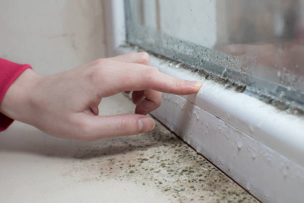 Best Indoor Air Quality Assessment  in Spring Valley, WI